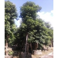 秋楓、香樟、母生樹(shù)優(yōu)惠處理