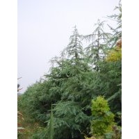 山東萊州信合園藝供應(yīng)雪松