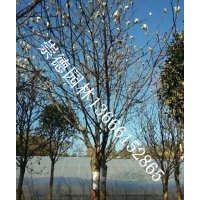 成都批發(fā)白玉蘭