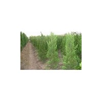 供應龍柏 南京龍柏 龍柏批發(fā)價格