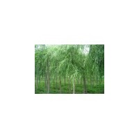 供應(yīng)垂柳 南京垂柳 垂柳批發(fā)價格 垂柳價格