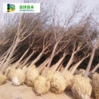 16公分國槐價格