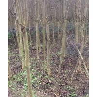 專(zhuān)供紫薇，叢生紫薇