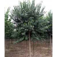 大量供應(yīng)絲綿木