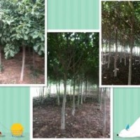 供楸樹(shù)，黃櫨，流蘇，紅白玉蘭，杜梨