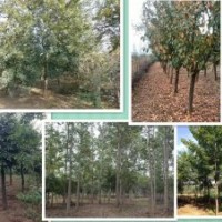 供紅白玉蘭，流蘇，黃櫨，杜梨，欒樹(shù)，五角楓等