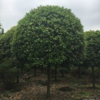 四川成都高桿桂花基地8-30精品桂花價格買桂花選崇德園林