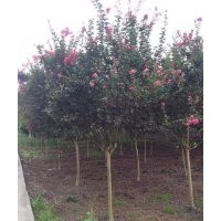 四川成都高桿紫薇基地紫薇價(jià)格紫薇直銷15公分紫薇報(bào)價(jià)