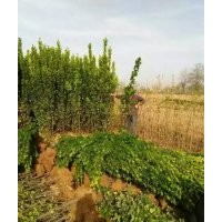 低價供應：冬青，大葉黃楊，北海道黃楊，豆瓣黃楊，各種球類