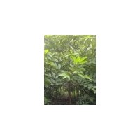 8、10、12、15、18天竺桂出售