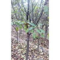 北美海棠 冬紅果海棠 絢麗海棠 印第安海棠