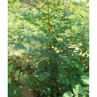 山東諸城供應(yīng)北欒小苗