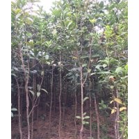 賠本清場羅漢松、八月桂、丹桂、宮粉紫荊、大果楊梅、紅豆杉