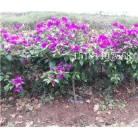 供應(yīng)三角梅