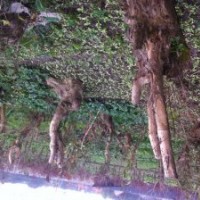 出售紫薇大樁拆遷賠償用的