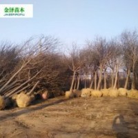 國槐多少錢 哪里有國槐 老式國槐價格