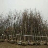 供28-30公分銀杏樹 -價(jià)格