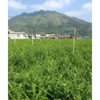 大量供應(yīng)一年生、兩年生紅豆杉苗子及一至十五公分紅豆杉木