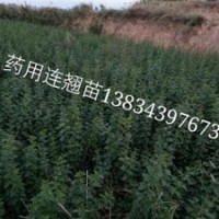 1年連翹苗價(jià)格？1年精品連翹苗種植