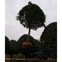 征地用5-6公分垃圾桂花苗8-10公分桂花垃圾苗