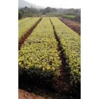 湖南金邊黃楊、60-80-100-120公分金邊黃楊工程苗