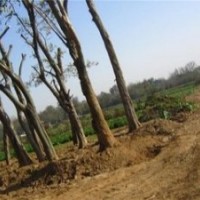 大量供應(yīng)20公分樸樹價(jià)格 25公分樸樹價(jià)格