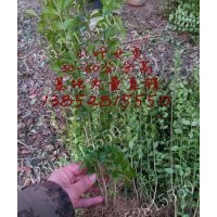 40公分小葉女貞價(jià)格45-50公分高小葉女貞價(jià)格