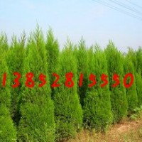 1米5蜀檜價(jià)格150公分-2米高蜀檜價(jià)格