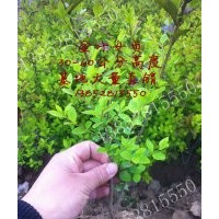 50公分金葉女貞價(jià)格，30-40公分金葉女貞價(jià)格