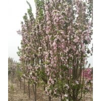 北京廊坊綠化苗木西府海棠出售