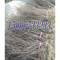 沭陽(yáng)30公分紅葉小檗價(jià)格，40公分紅葉小檗價(jià)格