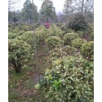 供應(yīng)無刺枸骨、龍柏、三角楓、紅葉石楠、大葉女貞