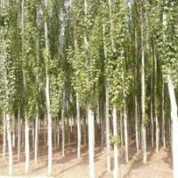 供應(yīng)大量自家栽培新疆楊