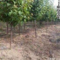 最新的紅梅價格表