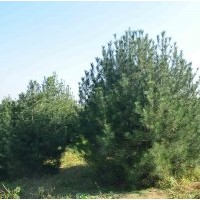 2.5米以上白皮松1500株