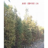 自家水杉池杉落羽杉中山杉水松