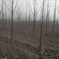 緊急大量出售法桐5--15cm