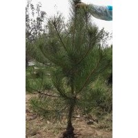 出售1-5年生白皮松苗，油松苗，華山松苗