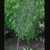 博野縣豐林苗圃場(chǎng)大量出售榆葉梅