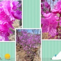 供黃櫨。北欒、南欒、青桐。法桐。、紫玉蘭。白玉蘭杜梨等