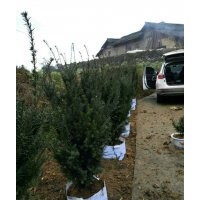 四川紅豆杉，曼地亞紅豆杉專供