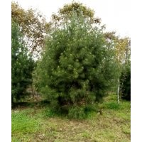 供應(yīng)3.5米白皮松