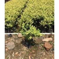 低價供應(yīng)金葉女貞小苗、毛球和球30-80cm中袋苗