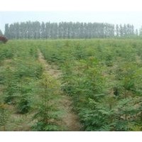 12公分北欒價(jià)格、亞太園林、一年生北欒小苗價(jià)格