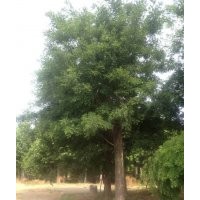 國槐基地國槐報(bào)價