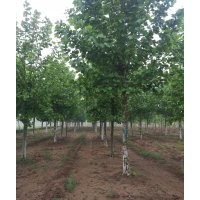 法桐 白蠟 國槐 南北欒 五角楓 垂柳 造型法桐 1-3冠