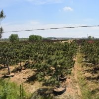 黑松、景觀黑松供應