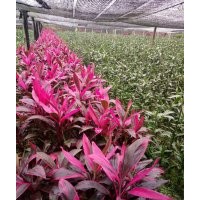 海南豐海富貴竹批發(fā)