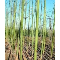 20公分青桐樹報價優(yōu)質(zhì)青桐供應(yīng)