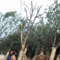 供應(yīng)香樟，骨架香樟，光桿香樟